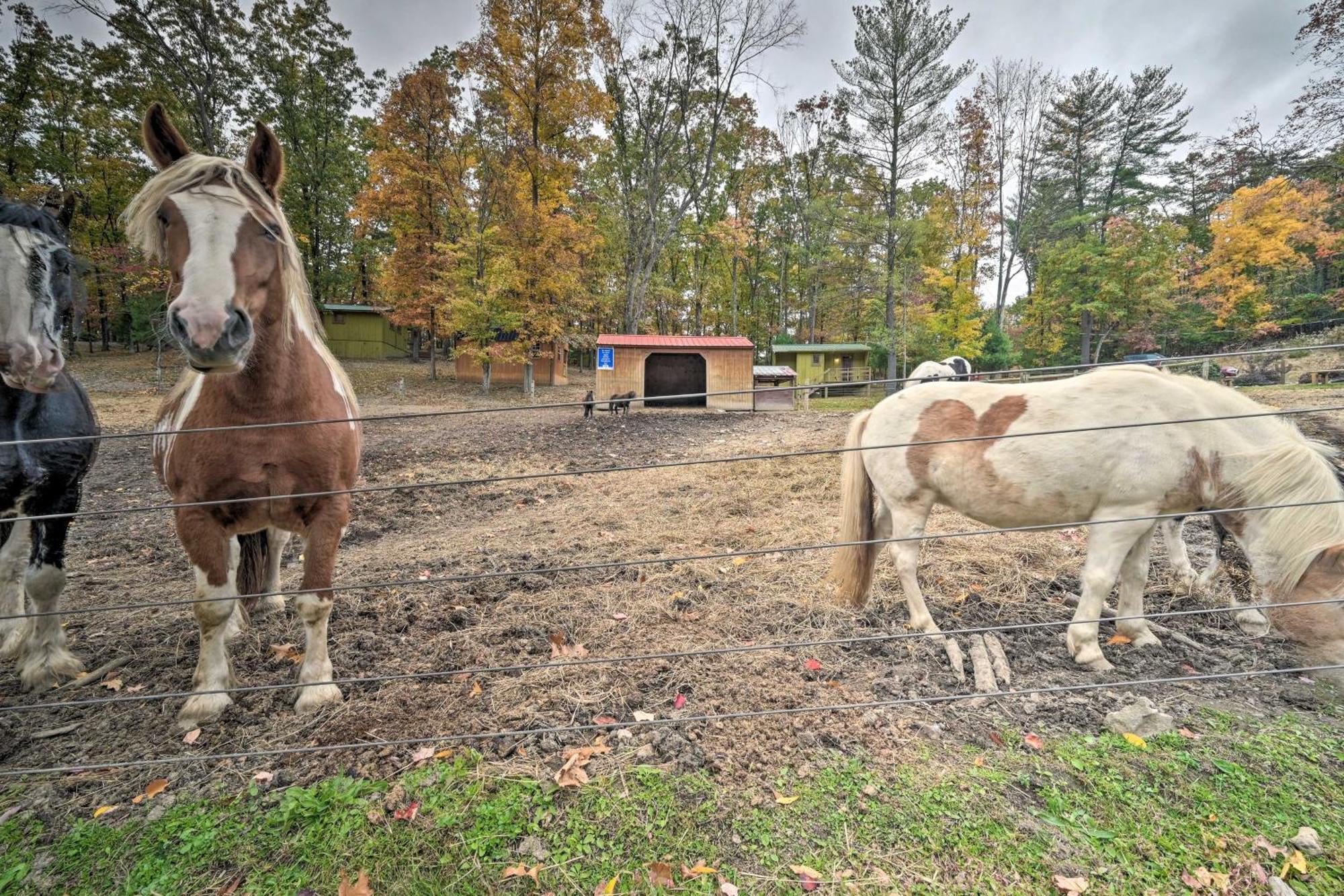 Rustic Clint Eastwood Ranch Apt By Raystown Lake Huntingdon Exteriör bild